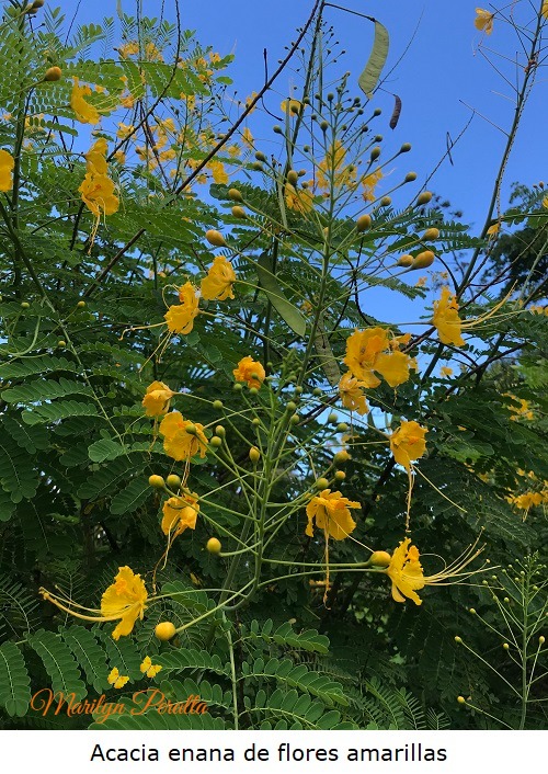 Acacia Enana – Arboles y Flores en República Dominicana