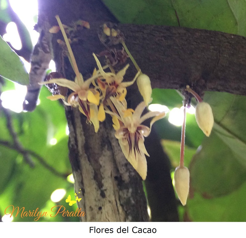 flores-del-cacao