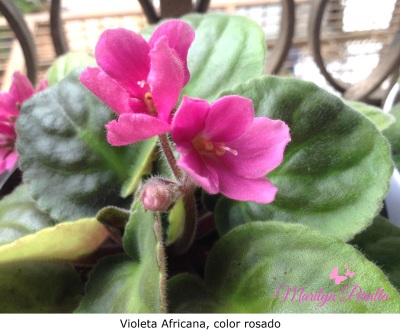Violeta Africana, color rosado