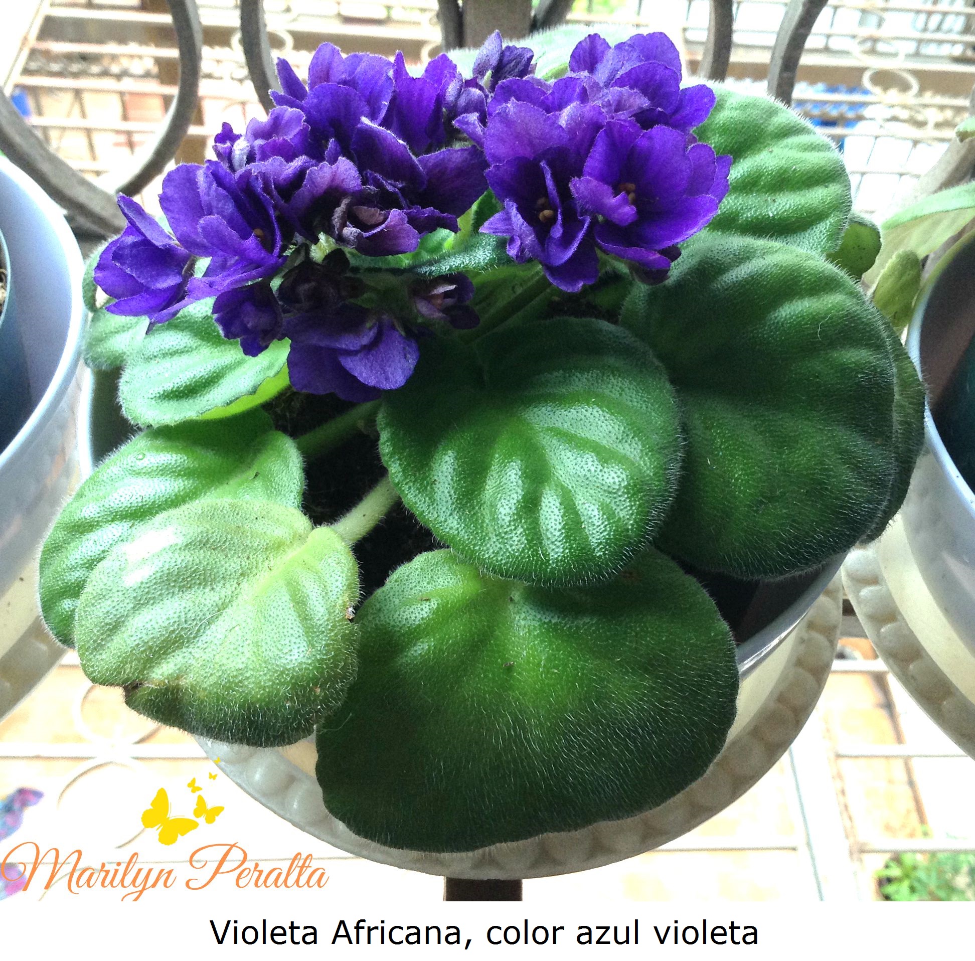 Violeta Africana – Arboles y Flores en República Dominicana