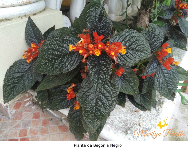 Begonia Negro – Arboles y Flores en República Dominicana