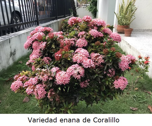 Ixora o Coralillo – Arboles y Flores en República Dominicana