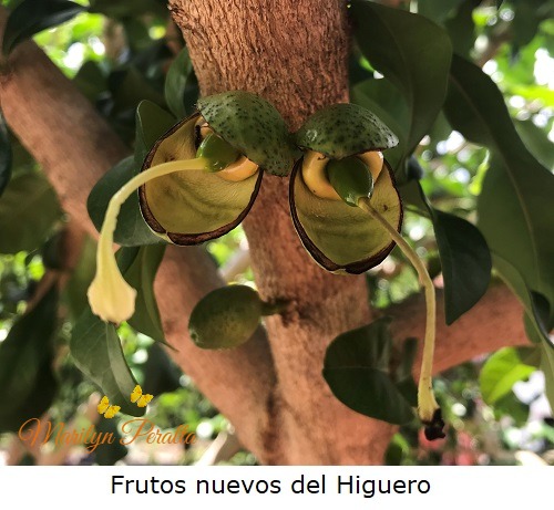 Frutos nuevos del Higuero
