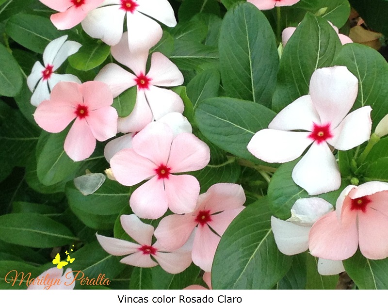 Flores Vincas o Todo el Año – Arboles y Flores en República Dominicana