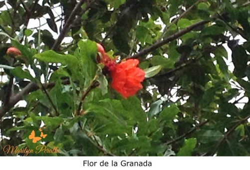 Flor de la Granada
