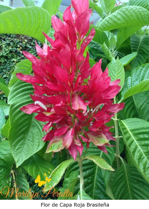Flor de Capa Roja brasileña