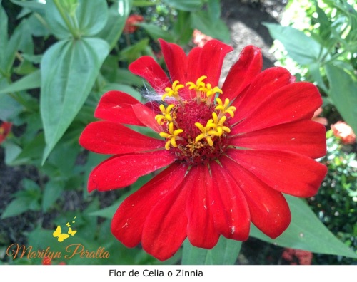 Flor de Celia o Zinnia
