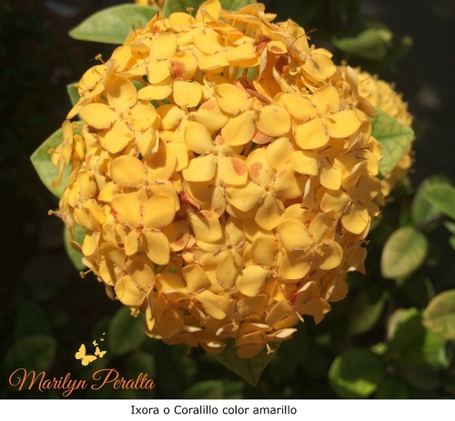 Ixora o Coralillo – Arboles y Flores en República Dominicana