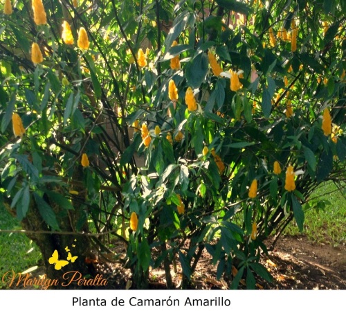 Planta de Camarón Amarillo
