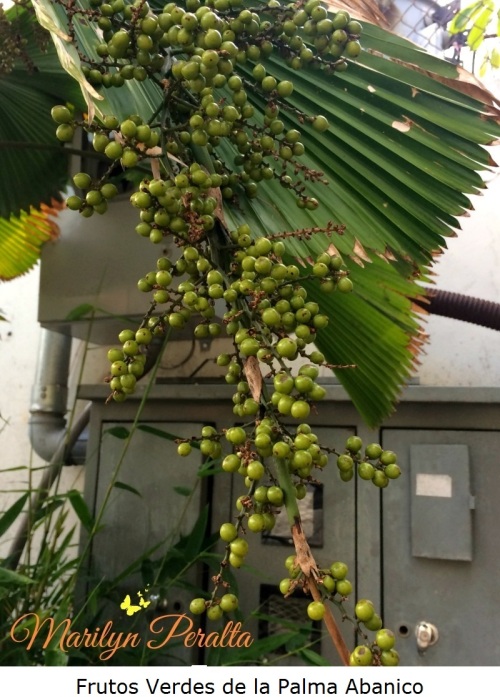 Frutos Verdes de la Palma Abanico