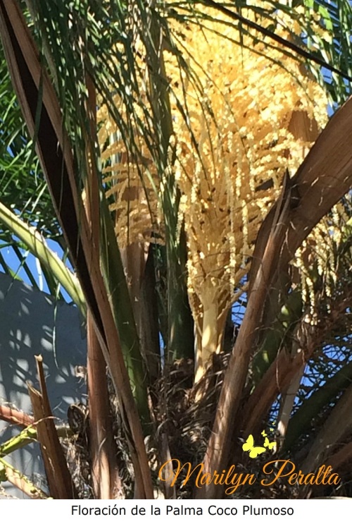 floracion-de-la-palma-coco-plumoso