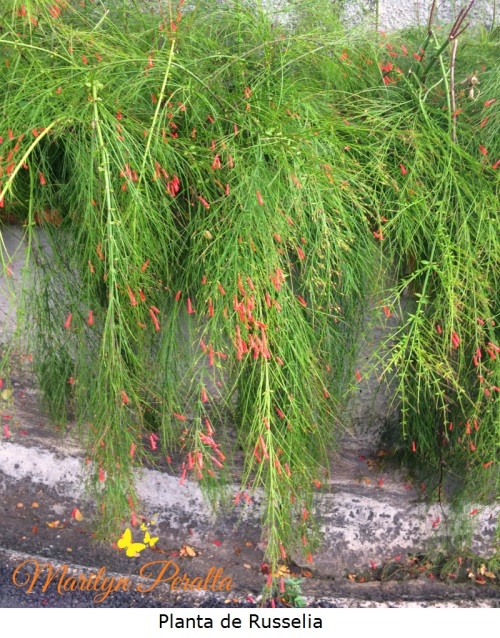 planta-de-russelia