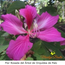 flor-del-arbol-de-orquidea-de-palo