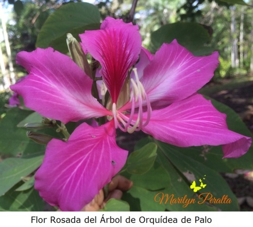 flor-del-arbol-de-orquidea-de-palo