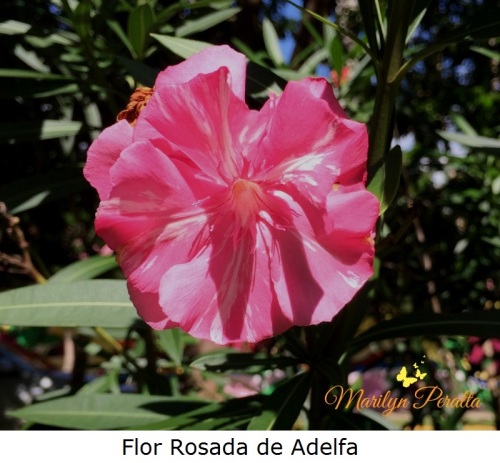 flor-rosada-de-adelfa