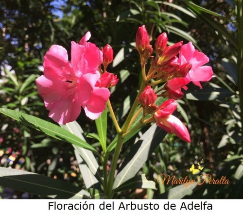 floracion-del-arbusto-de-adelfa