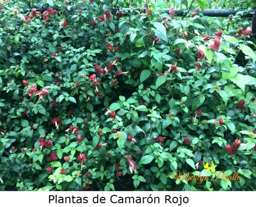 plantas-de-camaron-rojo