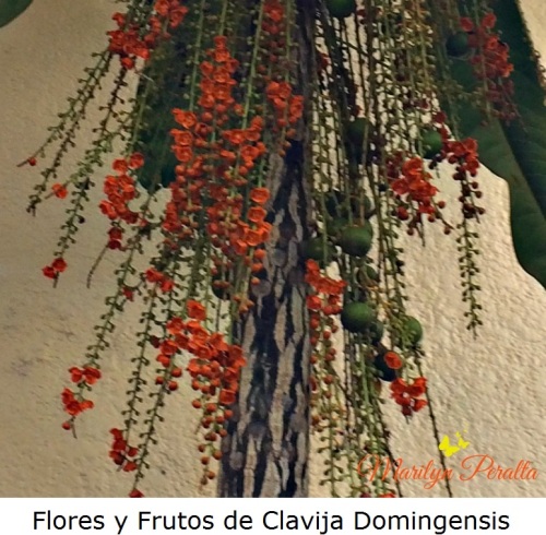 flores-y-frutos-de-clavija-domingensis
