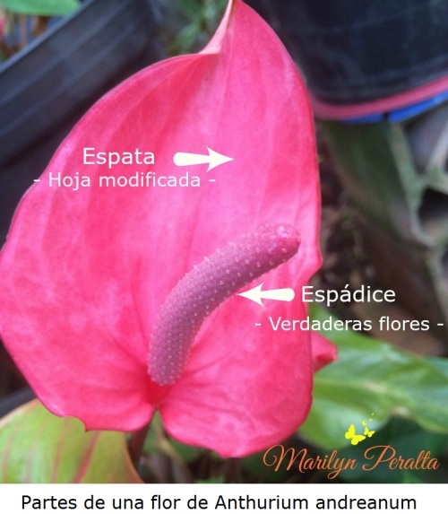 Familia Araceae – Arboles y Flores en República Dominicana