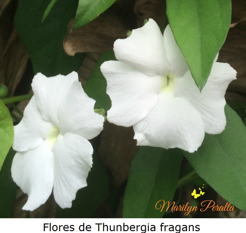 Flores de Trunbergia fragans