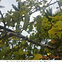 Frutos del Árbol de Uva de Playa
