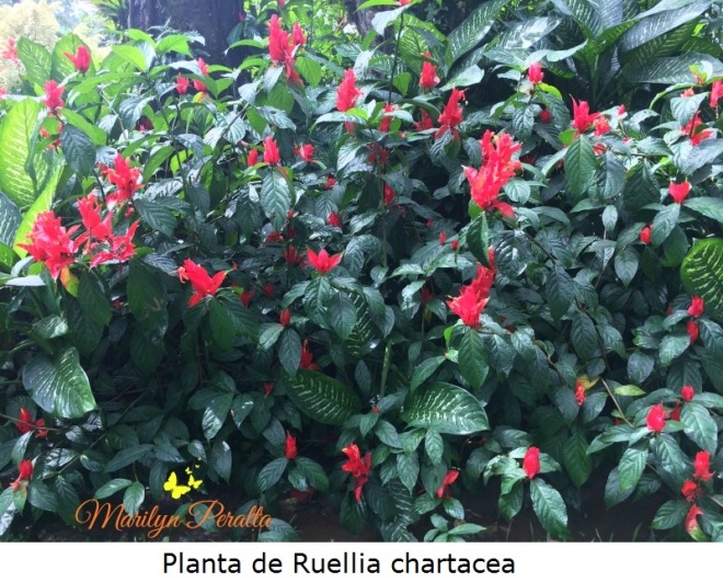 Planta de Ruellia Chartacea