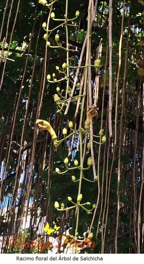 Racimo floral del Árbol de Salchicha