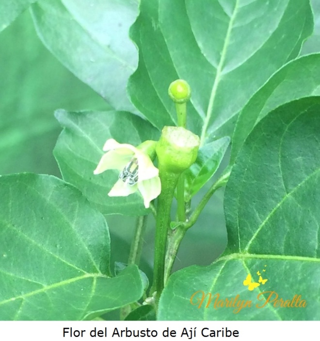 Flor del arbusto de Ají Caribe – Arboles y Flores en República Dominicana