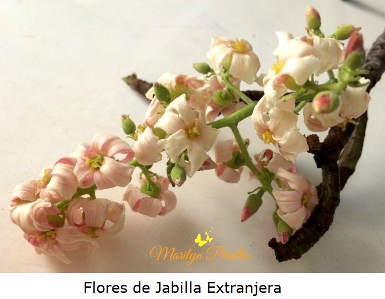 Flores de Jabilla Extranjera