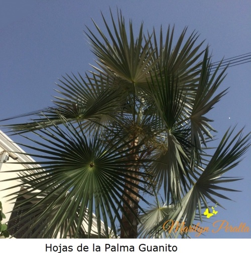 Hojas de la Palma Guanito