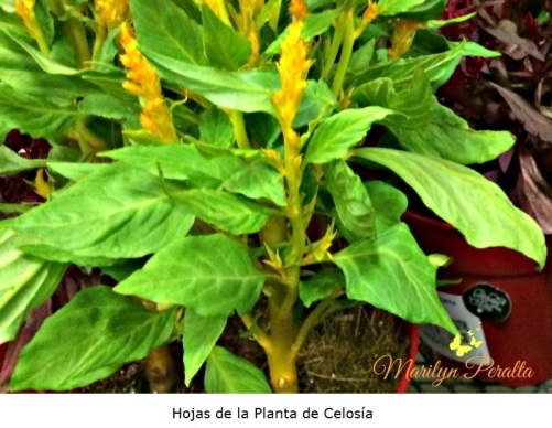Hojas de la Planta de Celosia