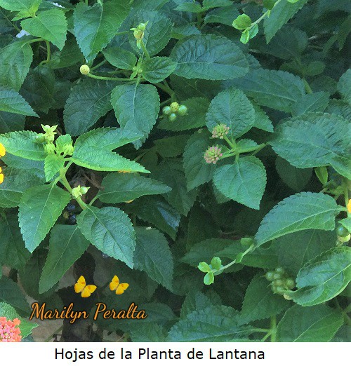 Hojas de la Planta de Lantana