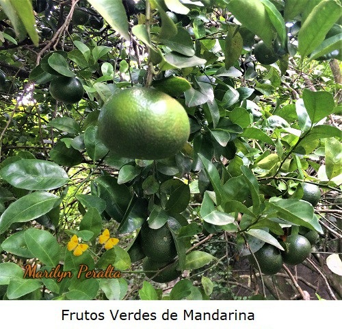 Frutos verdes de Mandarina
