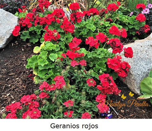 Geranio – Arboles y Flores en República Dominicana