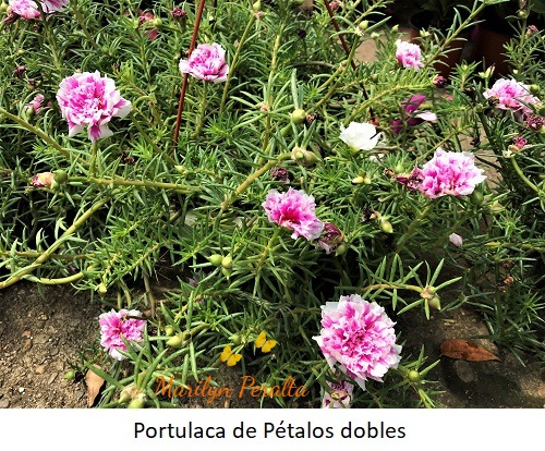 Portulaca o Flor de Seda – Arboles y Flores en República Dominicana
