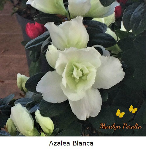 Azalea color blanco