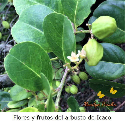 Flores pequeñas y frutos verdes del árbol de Icaco