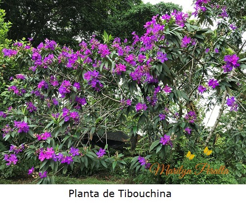 Planta de Tibouchina A