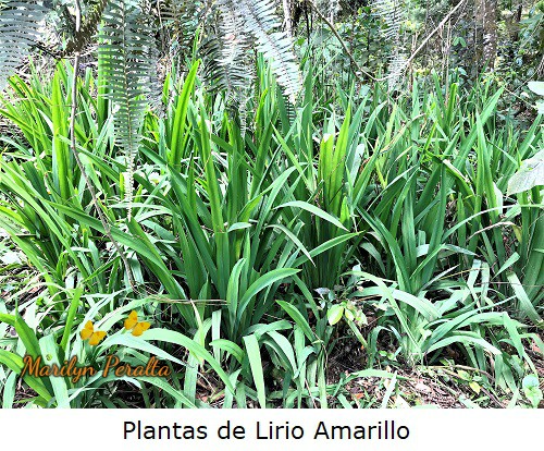 Plantas de Lirio Amarillo