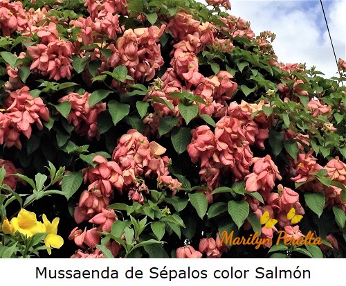 Mussaenda de Sépalos color Salmón