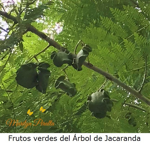 Frutos verdes arbol de Jacaranda