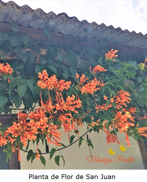 Planta de Flor de San Juan