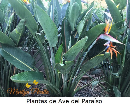 Ave del Paraíso – Arboles y Flores en República Dominicana