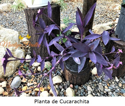 Planta de Cucarachita