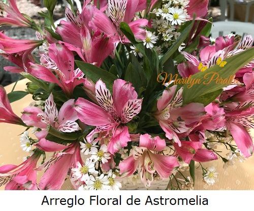 Astromelia – Arboles y Flores en República Dominicana