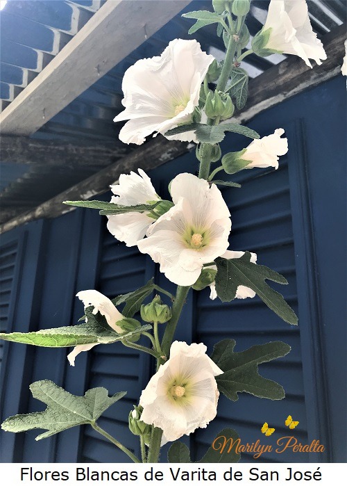 Flores Blancas de Varita de San Jose