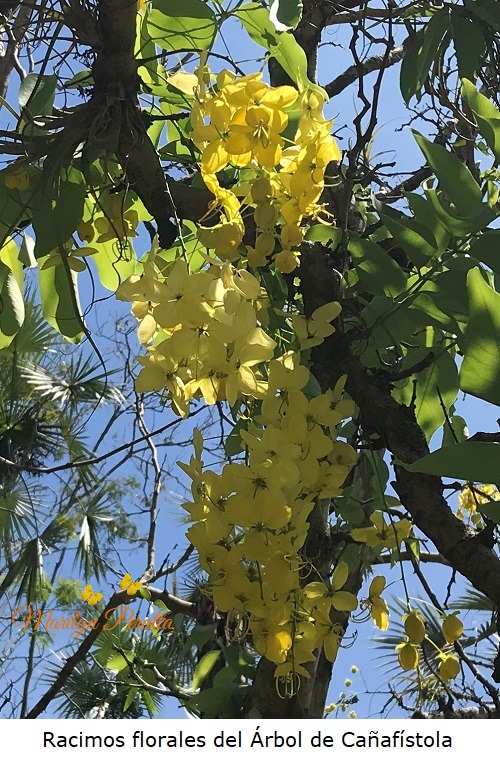 Racimos florales del arbol de Cañafistola