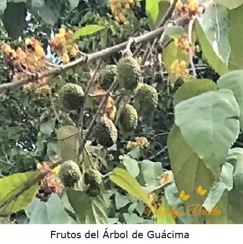 Frutos del arbol de Guacima