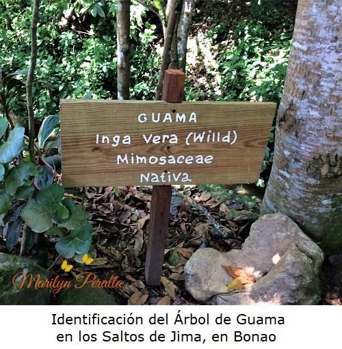 Identificación del Arbol de Guama en Los Saltos de Jima, Bonao