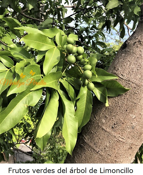 Frutos verdes del arbol de Limoncillo